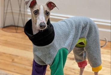 How To Choose The Right Sized Greyhound Pyjamas